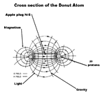 Donut Atom Cross Sectioin